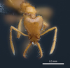 Web strumigenys ayersthey head copy thumb